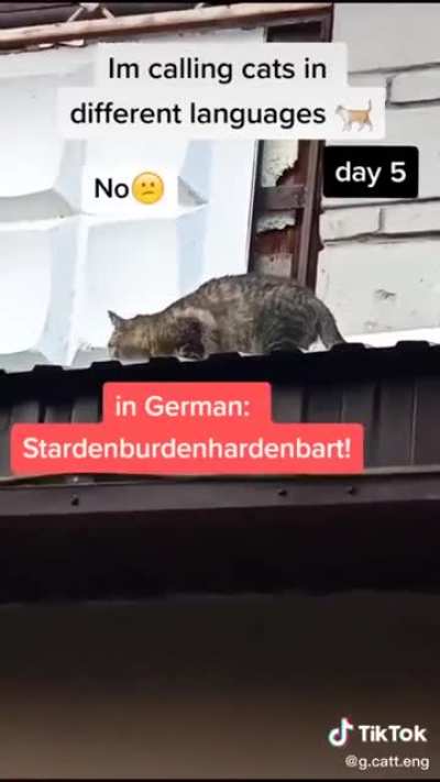 Cats must think are you retarded or something ?