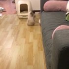 Derpina