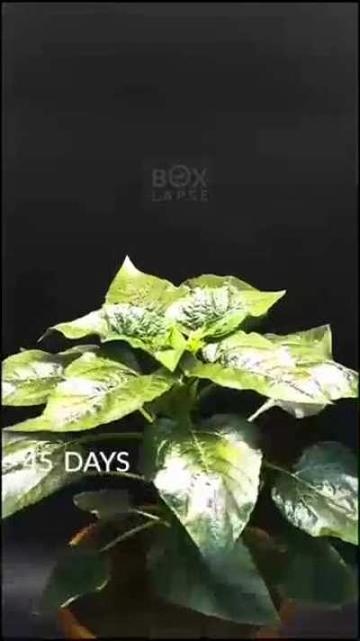 ? Sunflower growing - time-lapse