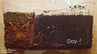 Vermicomposting uses worms to decompose waste and make nutrient-rich "worm manure".