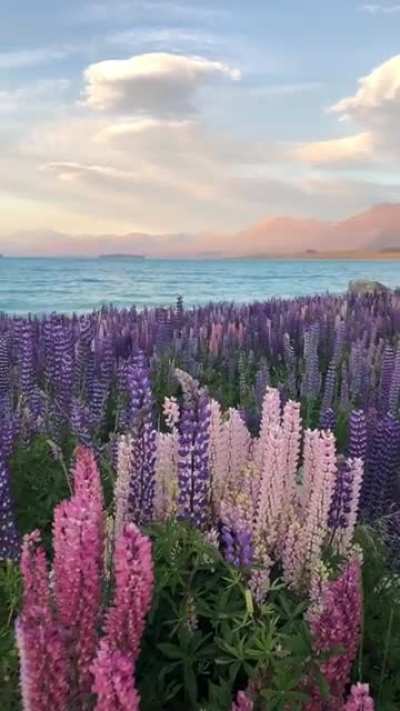 ? Tekapo New Zealand ?