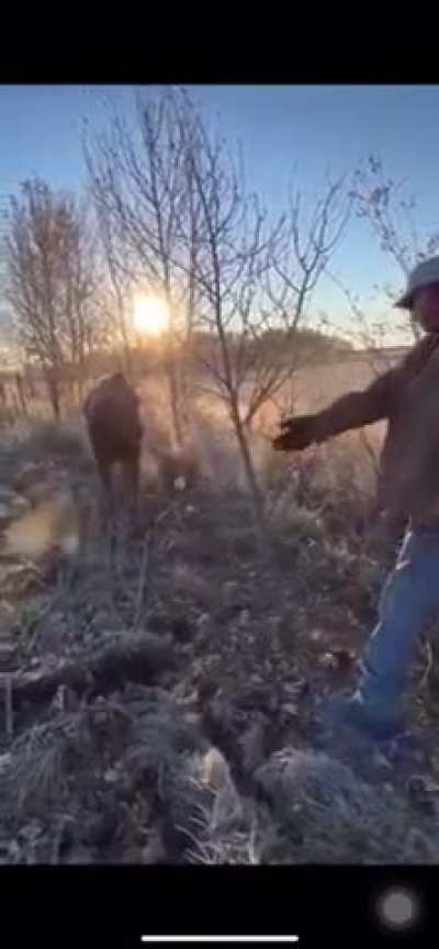 A man frees a moose caught in a barbed wire fence