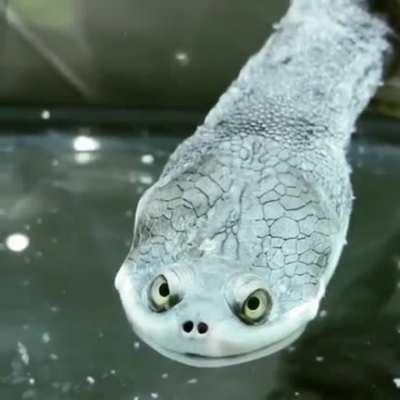 ?This diabolic-looking snake-necked turtle