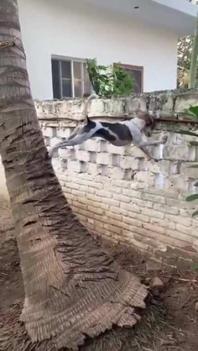 Doggo trying to look over fence