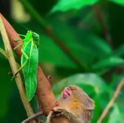 ? I shall be gentle to this moving leaf