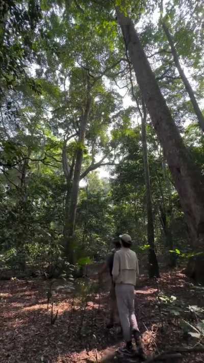 ? The sounds of the Congo, with no added music or SFX