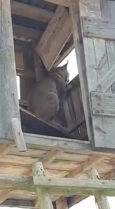 ? Forest officer in Poland encounters a Lynx inside of a hunting stand