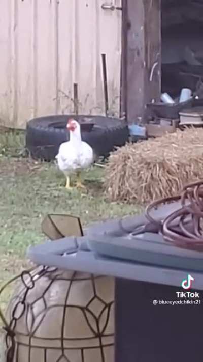 Chicken sprint