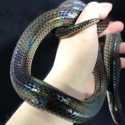 ? The iridescence of a Sunbeam snake ?