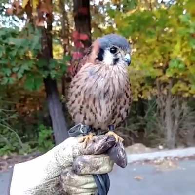 ? Gyroscopically Stable American Kestrel