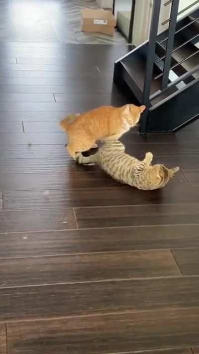Fur Will Fly