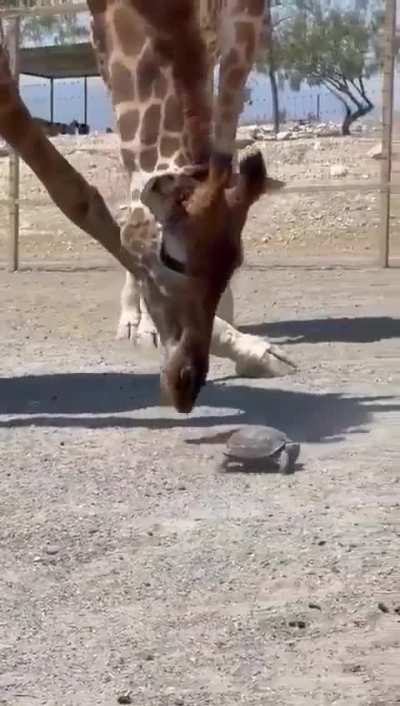 She is just like: "Come on!! You can do it!!