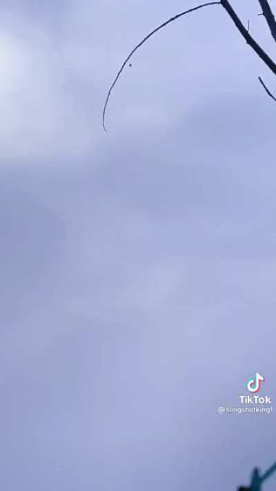 Slingshot v tree branches