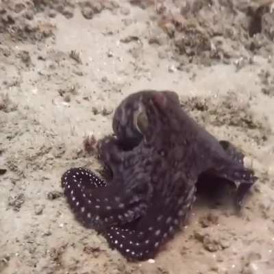 ? Octopus goes into stealth mode ?