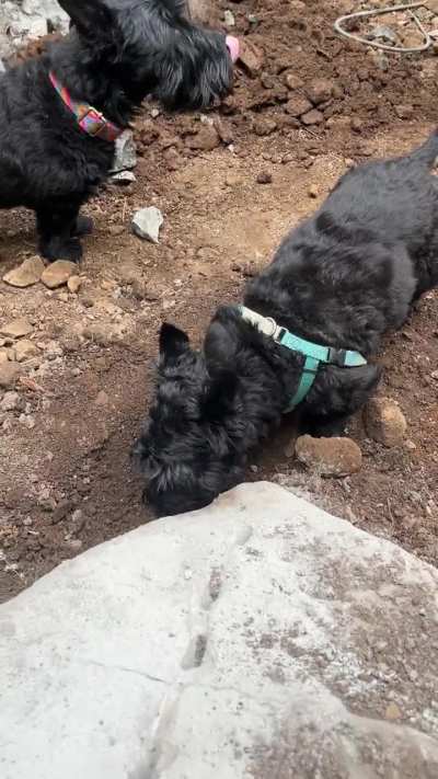 He likes to eat dirt from the hole we are digging.