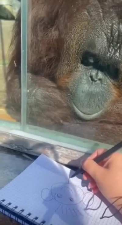 This big boy loves art. Orangutans are really something else. Big smiles for days.
