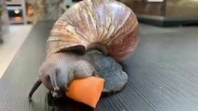 ? Snail eating Carrot