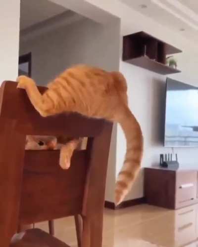 Classic Orange Cat