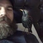 Who wouldn’t want a starling to tell you they love you?