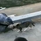 A cat being rude to a seal ☹️