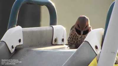 Machine gun woodpecker