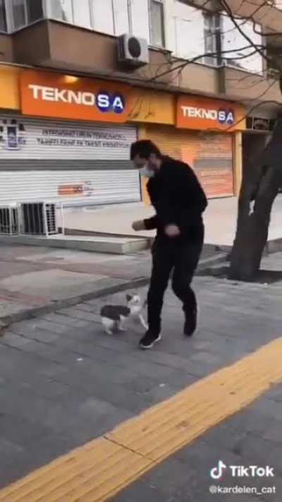 This stray cat