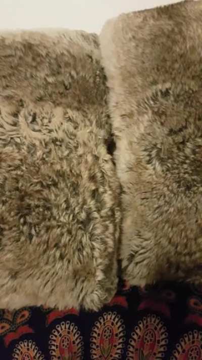 Vicious beast defends its lair.