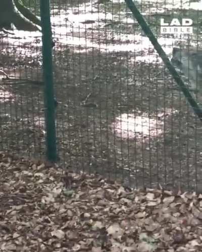 He tried his best