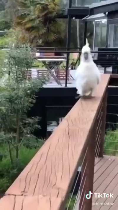 Just some birds