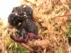 Eating at a snail’s pace