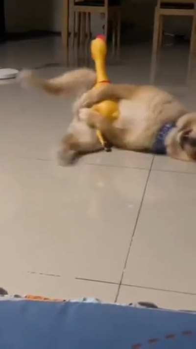 I guess he likes his new toy ????