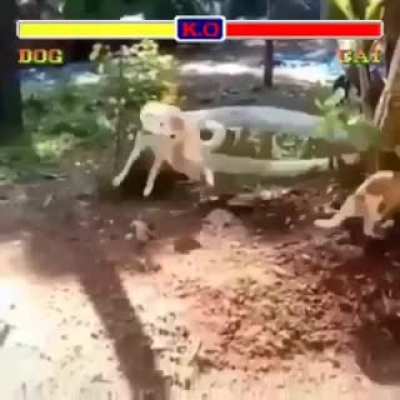 Dog vs Cat, Street Fighter edition ???