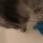 Cat that talks! "I'm cold" ?
