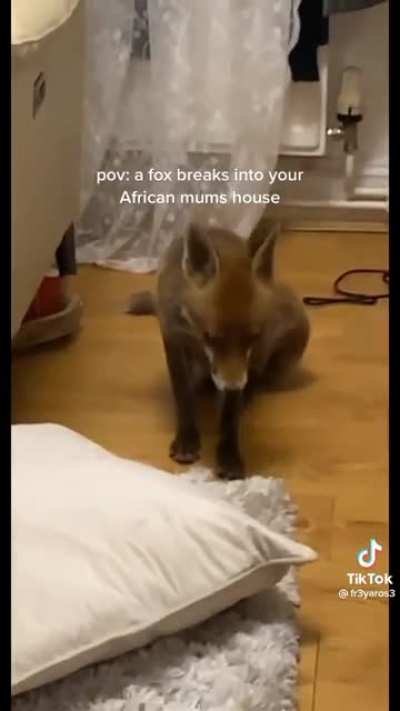 Pov: a fox breaks into your African mums house