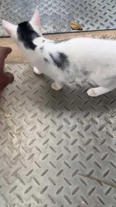 Bro startled very late