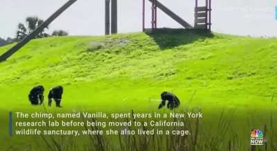 ? Chimp experiences freedom from a cage for the first time in 28 years ?