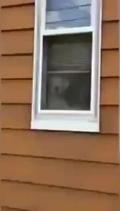 With this dog, no one is breaking into this house!