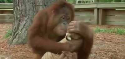 Orangutan Thinks He Is The Parent Of The Tiger Cubs