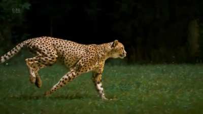 ? Incredible slow motion footage of cheetah running over (96km/h) 60 miles. By Greg Wilson