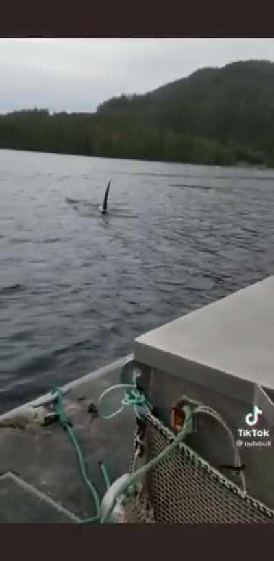 Woman: "I don't know what to do" Sea Lion: "DRIVE!"
