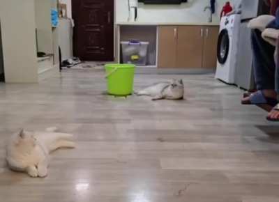 No cats were harmed in the making of this video but they might be grumpy