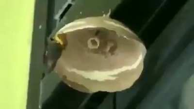? Time-lapse of a Wasp building nest