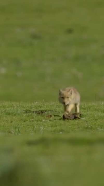 ? Baby Tibetan Foxes ?