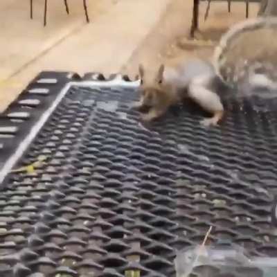 The squirrel got nuts.