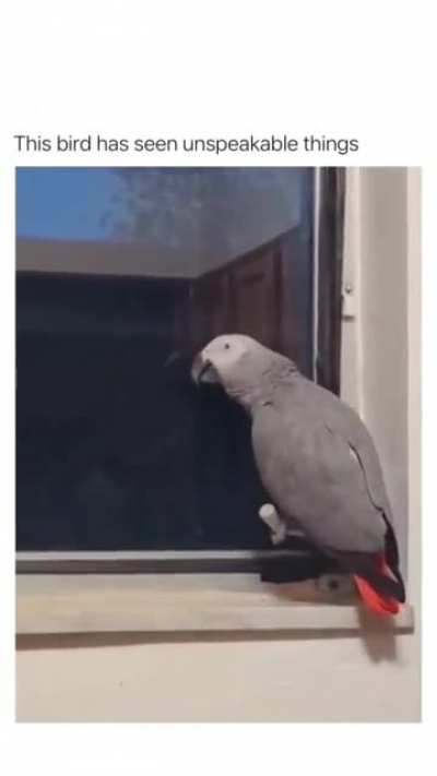 Holup bird