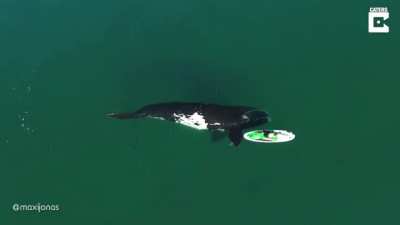 ? Whale gently pushes kayaker with fin ?