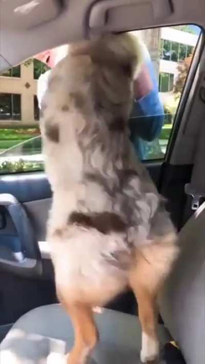 Shake Senora.