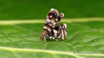 ? A moth that masquerades as a jumping spider to avoid getting eaten by them - none other than the metalmark moth