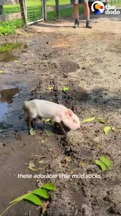 Amos and Lionel’s unique friendship at Critter Creek Farm Sanctuary in Florida