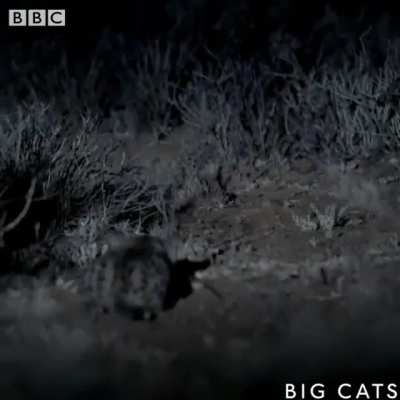 ? Adorably deadly Black-footed Cats ?